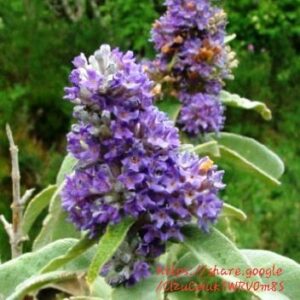1000527414.jpg Buddleja Salviifolia