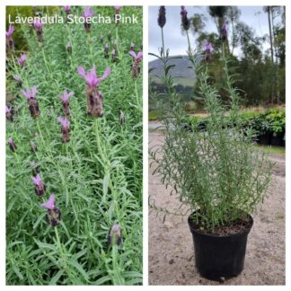 LAVANDULA STOECHAS Spanish Lavender - Pink 17cm