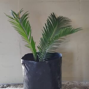 1000529308-scaled.jpg Sago Palm Medium