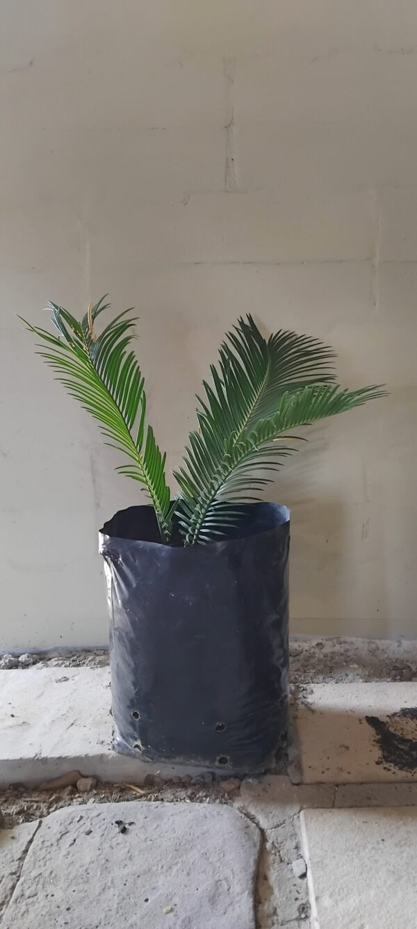 1000529308-scaled.jpg Sago Palm Medium
