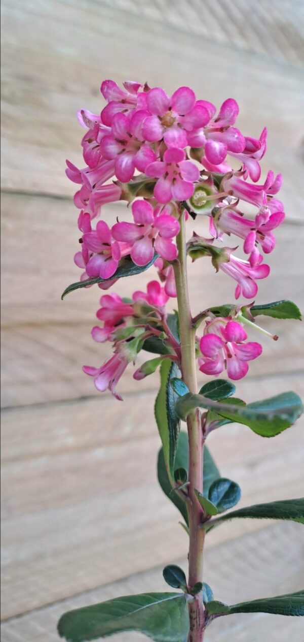 ESCALLONIA EXONIENSIS FRADESII - Pink Princess