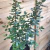 ESCALLONIA EXONIENSIS FRADESII - Pink Princess