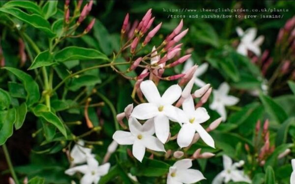 1000536952-1.jpg JASMINUM POLYANTHUM Jasmine 10kg