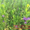 1000537006.jpg Freylinia Tropica 10kg