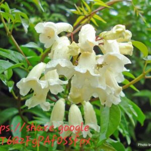 1000537542.jpg Pandorea Pandorana (Wonga-Wonga vine)