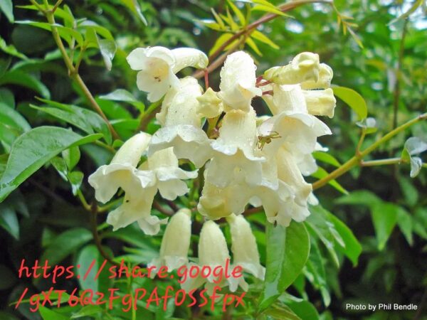 1000537542.jpg Pandorea Pandorana (Wonga-Wonga vine)