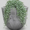 1000538760.png Studio Bullet Planter