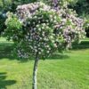 1000543350.jpg DAIS COTINIFOLIA Pompon Tree 6L