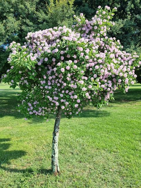 1000543350.jpg DAIS COTINIFOLIA Pompon Tree 6L