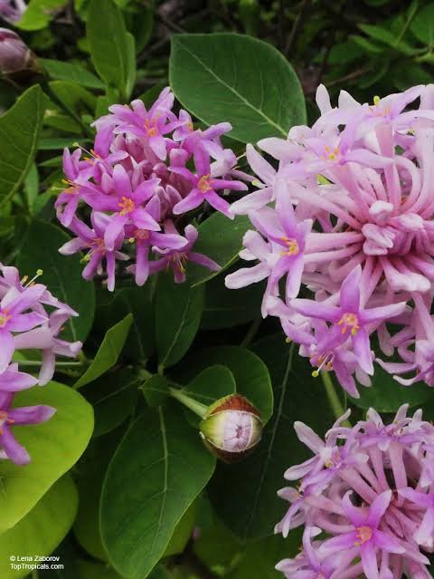 1000543351.jpg DAIS COTINIFOLIA Pompon Tree 6L