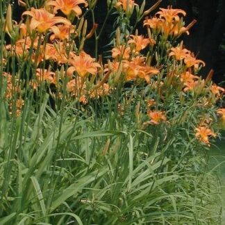HEMEROCALLIS FULVA Day Lily - Orange 3L