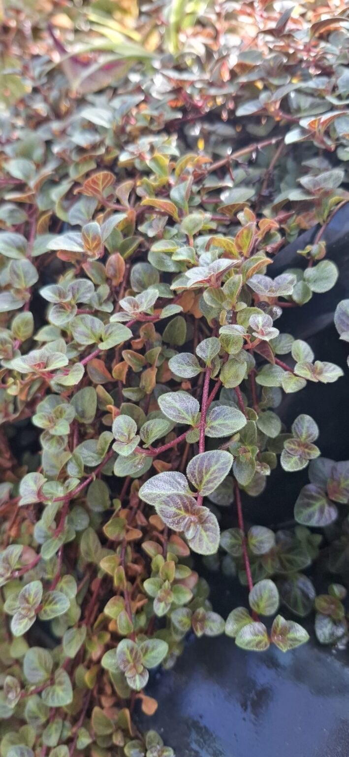 1000548731-scaled.jpg Lysimachia 'Midnight Sun'