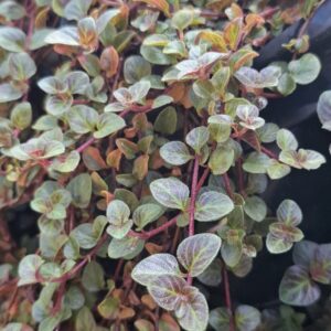 1000548731-scaled.jpg Lysimachia 'Midnight Sun'