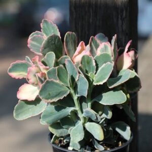 1000551162.jpg KALANCHOE FEDTSCHENKOI