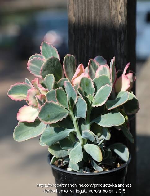 KALANCHOE FEDTSCHENKOI