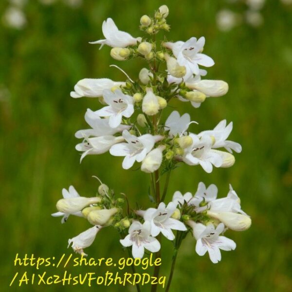 Penstemon Digitalis Green