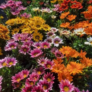 1000556226.jpg Gazania Mix