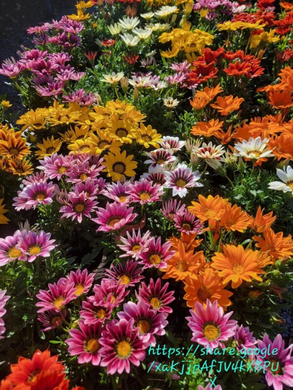 1000556226.jpg Gazania Mix