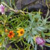 1000556227-scaled.jpg Gazania Mix
