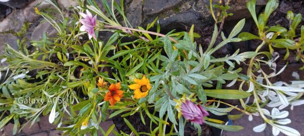 1000556227-scaled.jpg Gazania Mix