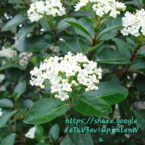 1000556502.jpg Viburnum Tinus 10L