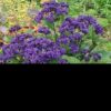 1000557567.jpg Heliotrope - Royal Marine