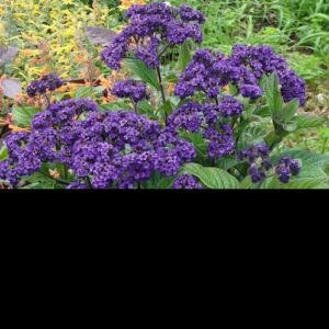 1000557567.jpg Heliotrope - Royal Marine