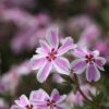 1000566372.jpg Phlox Subulata 'Creeping Phlox'
