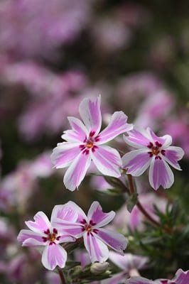 1000566372.jpg Phlox Subulata 'Creeping Phlox'