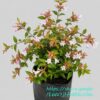 1000590854.jpg Abelia Grandiflora Francis Mason 10L