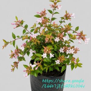 1000590854.jpg Abelia Grandiflora Francis Mason 10L
