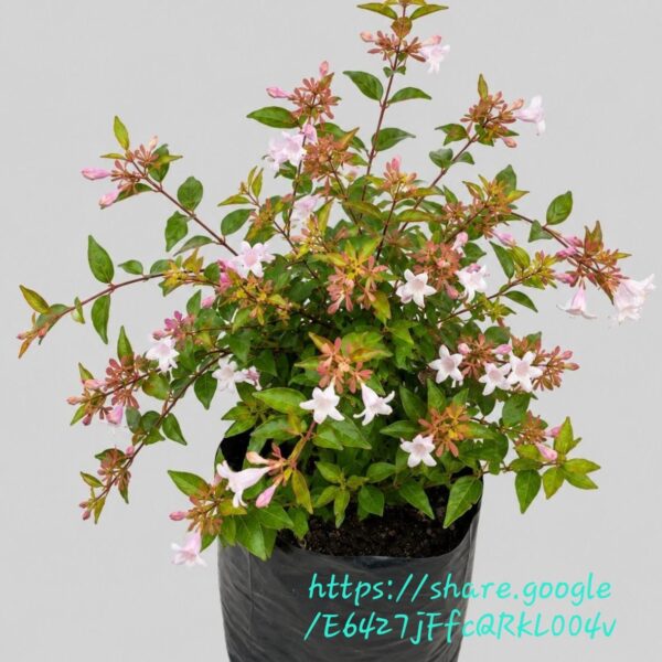 1000590854.jpg Abelia Grandiflora Francis Mason 10L