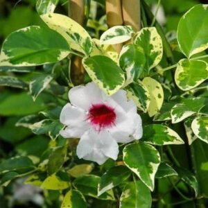 1000590915.jpg Pandorea jasminoides