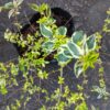 Abelia Grandiflora Lime