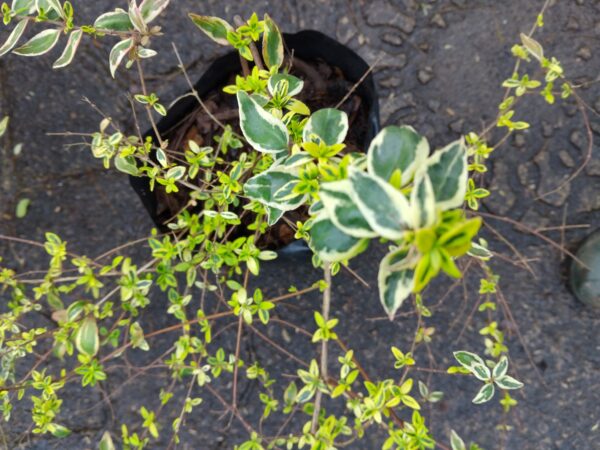 Abelia Grandiflora Lime