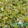 Abelia Grandiflora Lime