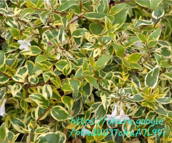 Abelia Grandiflora Lime