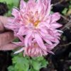 1000597755-scaled.jpg Chrysanthemum pink (long stem)