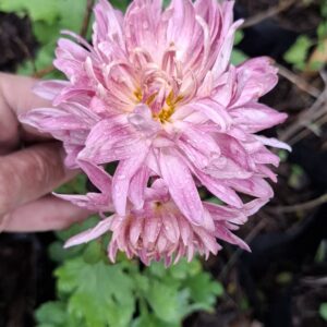1000597755-scaled.jpg Chrysanthemum pink (long stem)