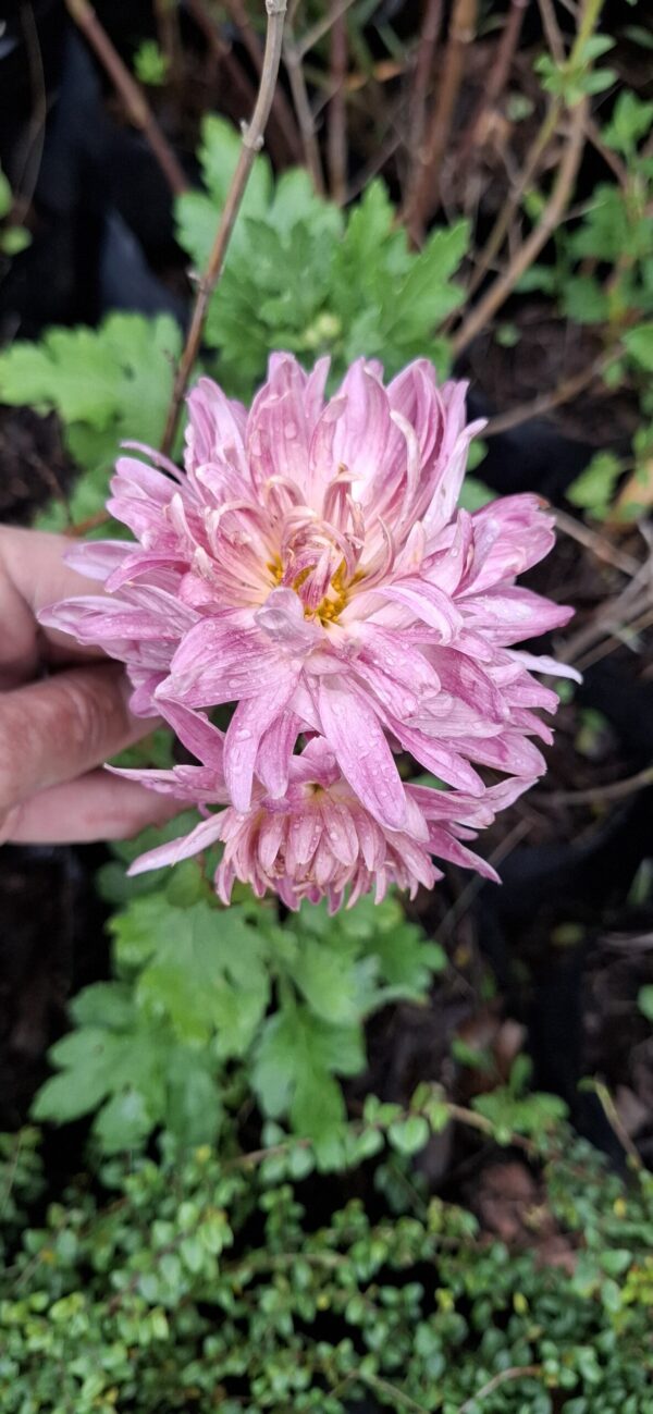 1000597755-scaled.jpg Chrysanthemum pink (long stem)