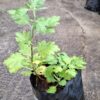 1000597756-scaled.jpg Chrysanthemum pink (long stem)