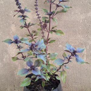 1000609921-scaled.jpg Thai Anise Basil (Ocimum basilicum var. thyrsiflora)
