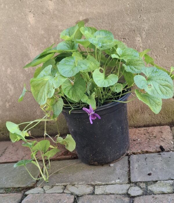 Viola Odorata (sweet viola))