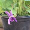 Viola Odorata (sweet viola))