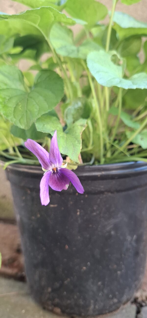 Viola Odorata (sweet viola))