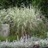 Phalaris Arundinacea (Ribbon Grass)