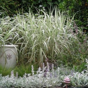 1000610006-1.jpg Phalaris Arundinacea (Ribbon Grass)