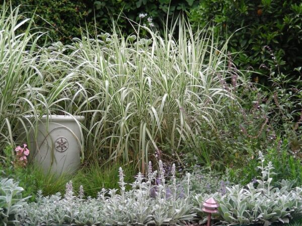 Phalaris Arundinacea (Ribbon Grass)