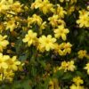 1000610031.jpg Jasminum mesnyi / Primrose Jasmine