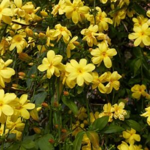 1000610031.jpg Jasminum mesnyi / Primrose Jasmine